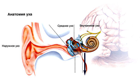 как действует слух