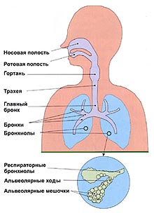 Ингаляторы небулайзеры схема